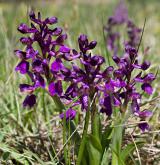 vstavač kukačka <i>(Orchis morio)</i> / Habitus