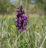 vstavač kukačka <i>(Orchis morio)</i> / Habitus