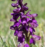 vstavač kukačka <i>(Orchis morio)</i> / Květ/Květenství