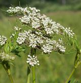 smldník bahenní <i>(Peucedanum palustre)</i> / Květ/Květenství