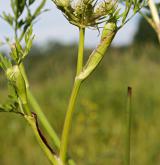 smldník bahenní <i>(Peucedanum palustre)</i> / List