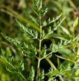 smldník bahenní <i>(Peucedanum palustre)</i> / List