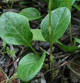 hruštička okrouhlolistá <i>(Pyrola rotundifolia)</i>