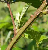 ostružiník řasnatý <i>(Rubus plicatus)</i> / Větve a pupeny