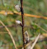 vrba rozmarýnolistá <i>(Salix rosmarinifolia)</i> / Květ/Květenství