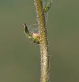 lomikámen cibulkatý <i>(Saxifraga bulbifera)</i> / Zásobní orgán/orgán klonálního růstu