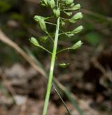 penízek horský <i>(Thlaspi montanum)</i>