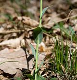 penízek horský <i>(Thlaspi montanum)</i>