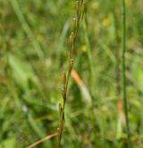 bařička bahenní <i>(Triglochin palustris)</i> / Plod
