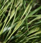 ostřice žitná <i>(Carex secalina)</i> / Habitus