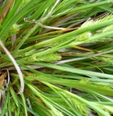 ostřice žitná <i>(Carex secalina)</i> / Habitus