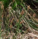 ostřice stinná <i>(Carex umbrosa)</i> / Květ/Květenství