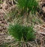 ostřice stinná <i>(Carex umbrosa)</i> / Habitus