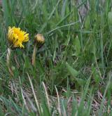 pampeliška vídeňská <i>(Taraxacum [P] vindobonense)</i> / Habitus