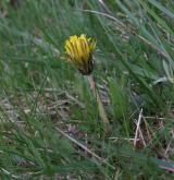 pampeliška vídeňská <i>(Taraxacum [P] vindobonense)</i> / Habitus