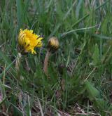pampeliška vídeňská <i>(Taraxacum [P] vindobonense)</i> / Habitus