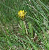 pampeliška vídeňská <i>(Taraxacum [P] vindobonense)</i> / Habitus
