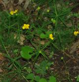 pryskyřník zlatožlutý <i>(Ranunculus auricomus agg.)</i> / Habitus