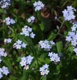 pomněnka lesní <i>(Myosotis sylvatica)</i>