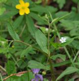 pupkovec pomněnkový <i>(Omphalodes scorpioides)</i>