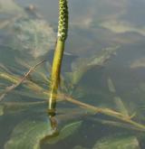 rdest světlý <i>(Potamogeton lucens)</i> / Květ/Květenství