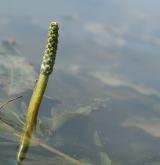 rdest světlý <i>(Potamogeton lucens)</i> / Květ/Květenství