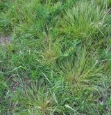 ostřice žitná <i>(Carex secalina)</i> / Porost