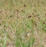 ostřice úzkolistá <i>(Carex stenophylla)</i> / Habitus