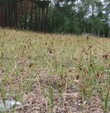 ostřice úzkolistá <i>(Carex stenophylla)</i> / Porost