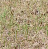 ostřice úzkolistá <i>(Carex stenophylla)</i> / Porost