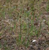 ostřice úzkolistá <i>(Carex stenophylla)</i> / Habitus