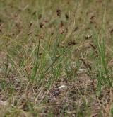 ostřice úzkolistá <i>(Carex stenophylla)</i> / Habitus