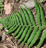 kapraď samec <i>(Dryopteris filix-mas)</i> / List