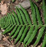 kapraď samec <i>(Dryopteris filix-mas)</i> / List