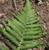 kapraď samec <i>(Dryopteris filix-mas)</i> / List