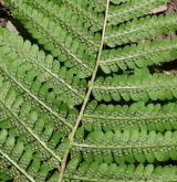 kapraď samec <i>(Dryopteris filix-mas)</i> / List