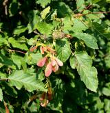 javor tatarský <i>(Acer tataricum)</i> / Habitus