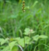 ostřice klasnatá <i>(Carex contigua)</i> / Habitus