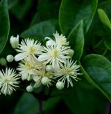 plamének plotní  <i>(Clematis vitalba)</i>