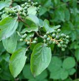 svída krvavá <i>(Cornus sanguinea)</i> / Plod