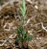 chruplavník Heuffelův <i>(Polycnemum heuffelii)</i>