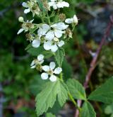 ostružiník šedavý <i>(Rubus canescens)</i> / Květ/Květenství