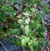 ostružiník šedavý <i>(Rubus canescens)</i> / Habitus