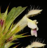 konopice Pernhofferova <i>(Galeopsis pernhofferi)</i> / Květ/Květenství