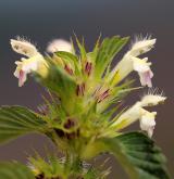 konopice Pernhofferova <i>(Galeopsis pernhofferi)</i> / Květ/Květenství