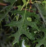 dub šarlatový <i>(Quercus coccinea)</i> / List