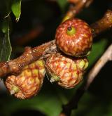dub šarlatový <i>(Quercus coccinea)</i> / Plod
