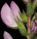 jehlice rolní <i>(Ononis arvensis)</i> / Květ/Květenství