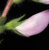 jehlice rolní <i>(Ononis arvensis)</i> / Květ/Květenství