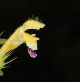 konopice sličná <i>(Galeopsis speciosa)</i> / Květ/Květenství